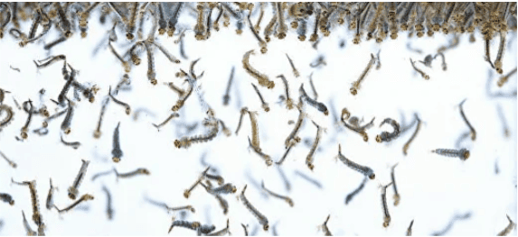 upload_2026-6-19_18-44-55.png