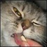 Ille k0t