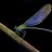 dragonfly0970lara